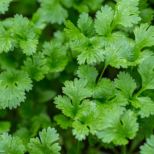 Bonnie Plants Cilantro (2 Pack)