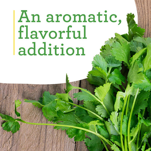 Bonnie Plants Cilantro (2 Pack)
